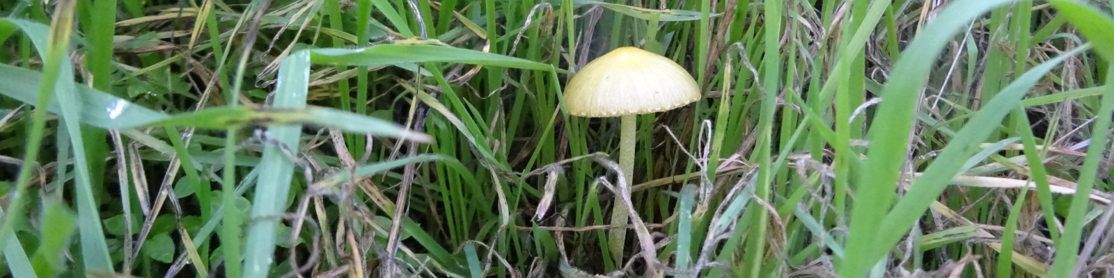 Tiny mushroom