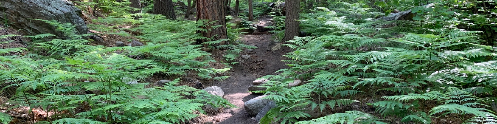 Highline Trail ferns and pines on the Mogollon Rim